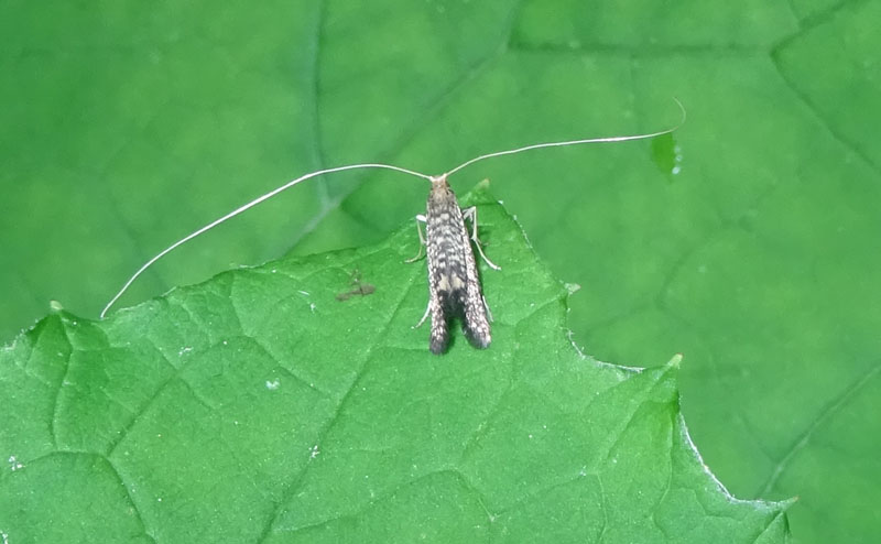 Nematopogon robertella - Adelidae